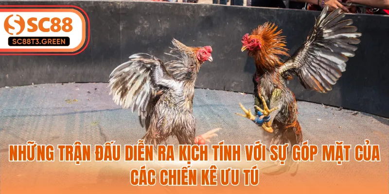 Những trận đấu diễn ra kịch tính với sự góp mặt của các chiến kê ưu tú