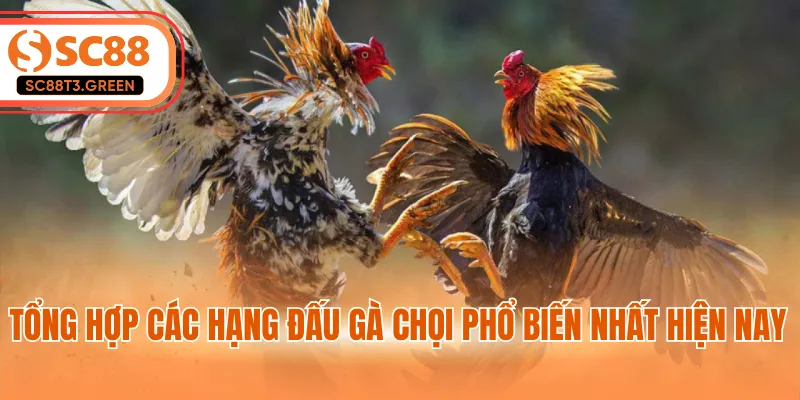 Tổng hợp các hạng đấu gà chọi phổ biến nhất hiện nay